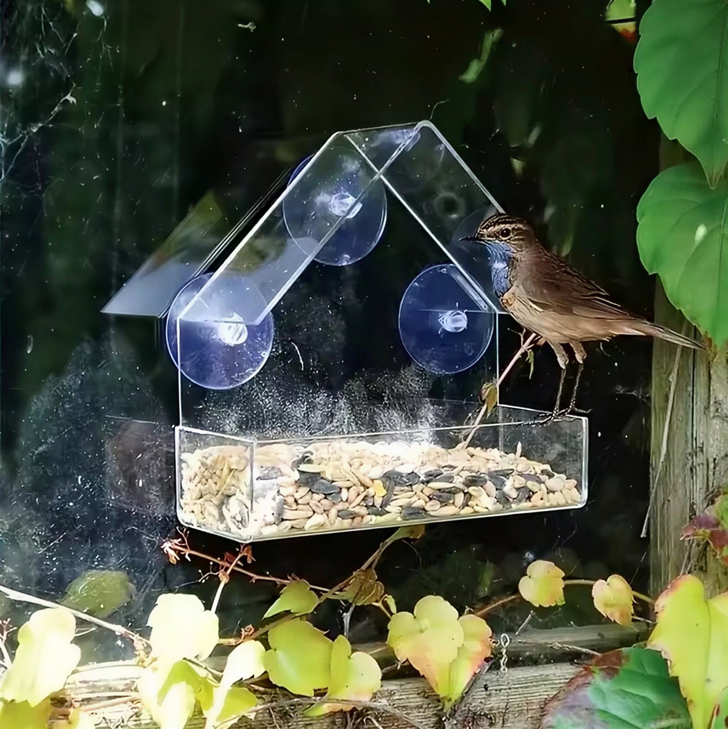 Window Bird Feeder
